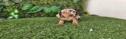 Teckel Miniatura perros en venta: TECKEL MINI & KANNINCHEN ARLEQUIN - Anuncio 3