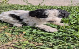 Perro de Agua Español perros en venta: Perro de agua  - Imagen 12