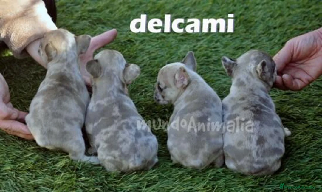 Imagen de galería {{count}}