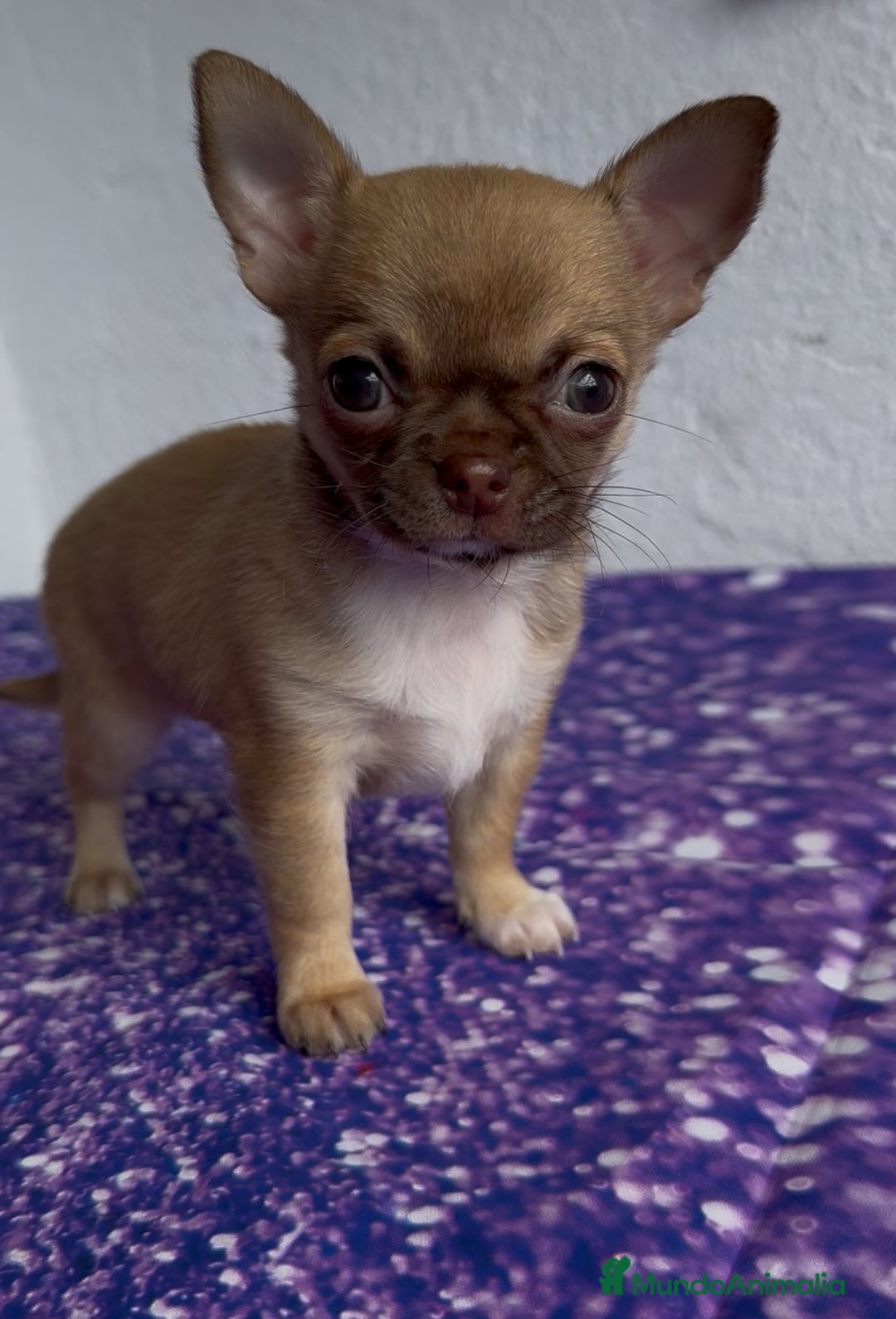 Chihuahua perros en venta: Chihuahua macho chocolate super chiquitin - Imagen 2