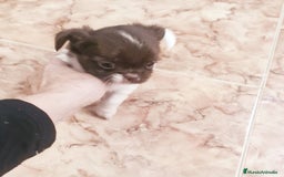 Chihuahua perros en venta: Chihuahua hembras toy - Anuncio 5