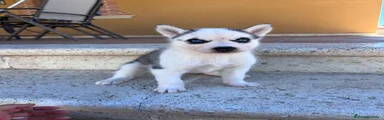 Husky Siberiano 3