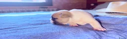Bulldog Francés perros en venta: Cachorro bulldog frances - Anuncio 3