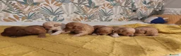 Caniche Toy perros en venta: Caniches PraoToro  en Zaragoza - Anuncio 9