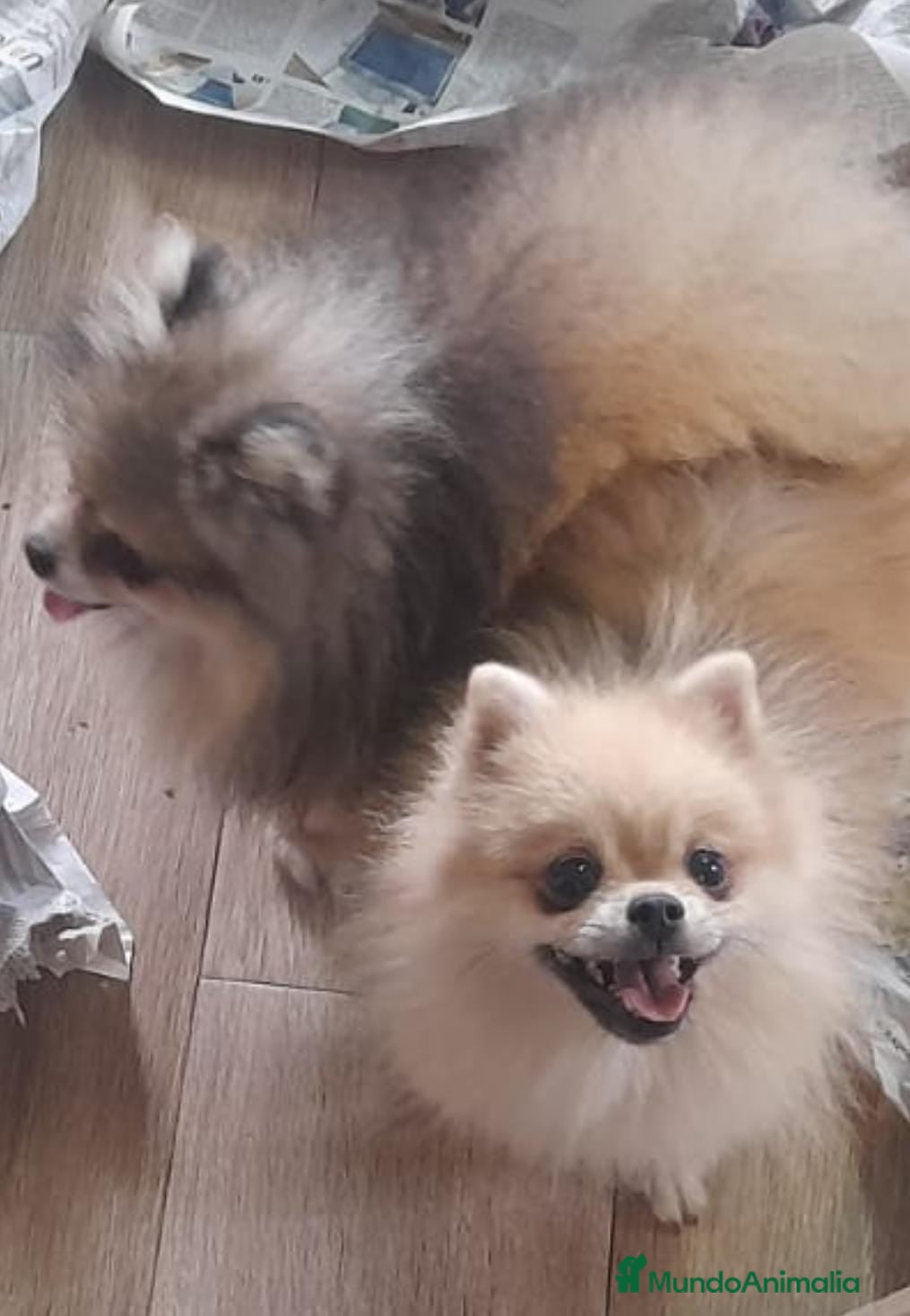 Pomerania perros Lulu de pomerania - Anuncio 1