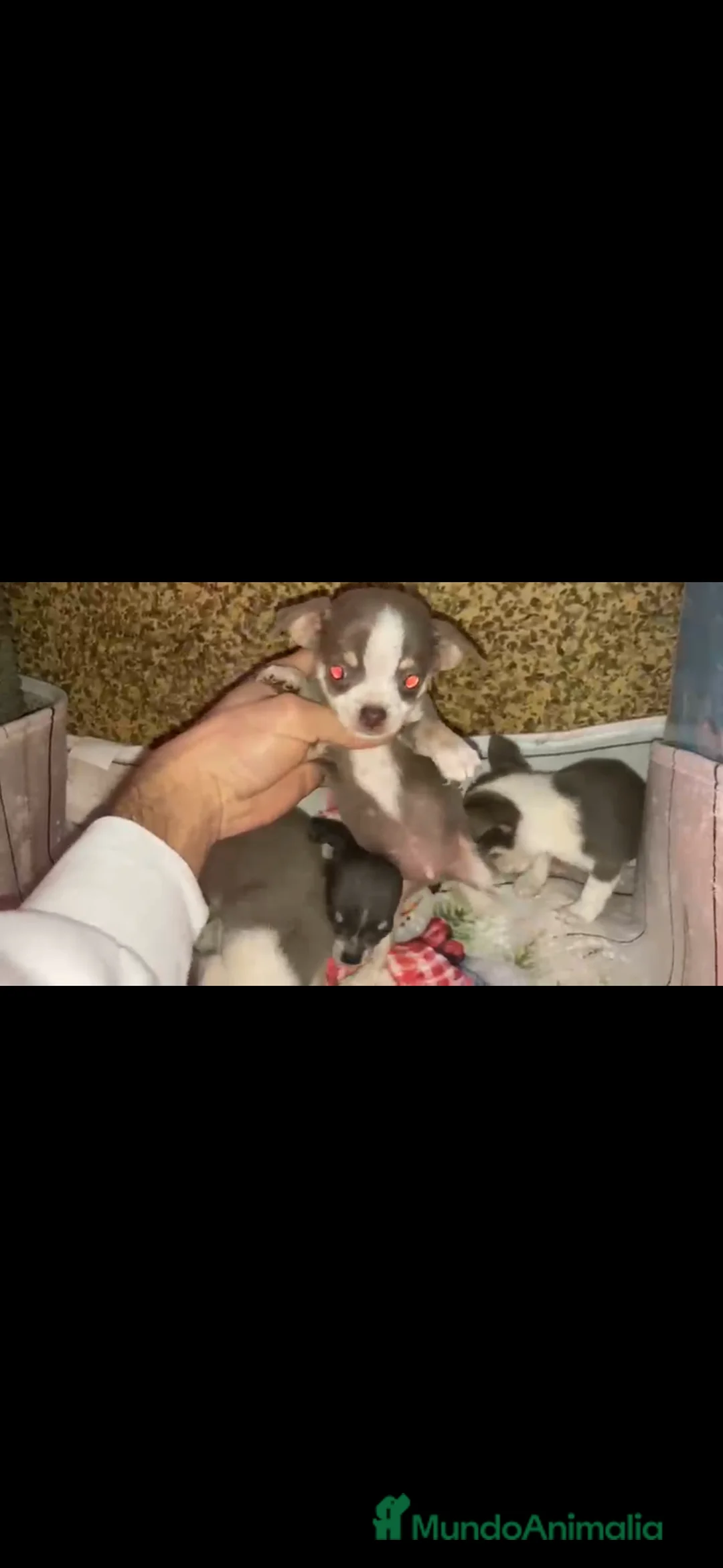 Chihuahua perros en venta: Chihuahua preciosa camada - Anuncio 2