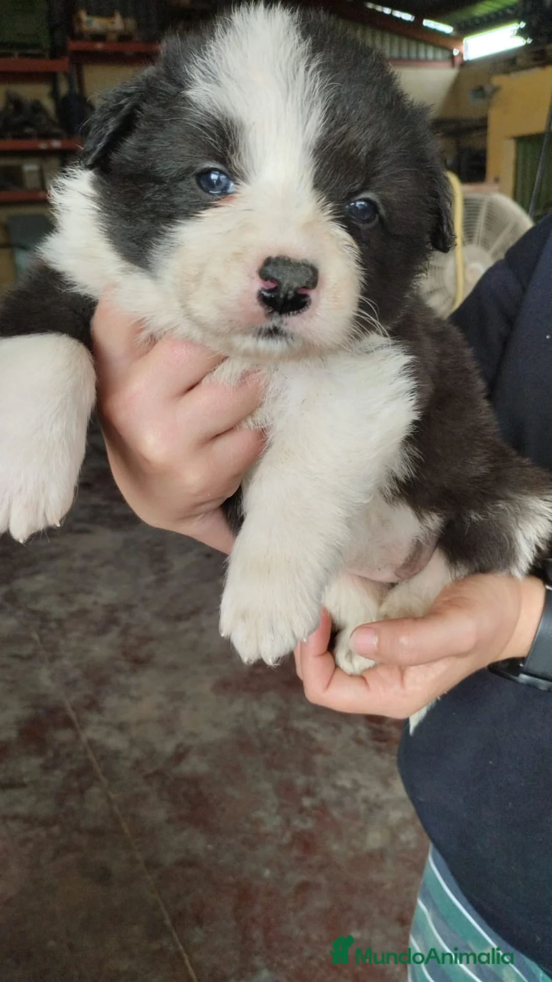 Border Collie perros en venta: Border Collie exclusivos - Anuncio 2