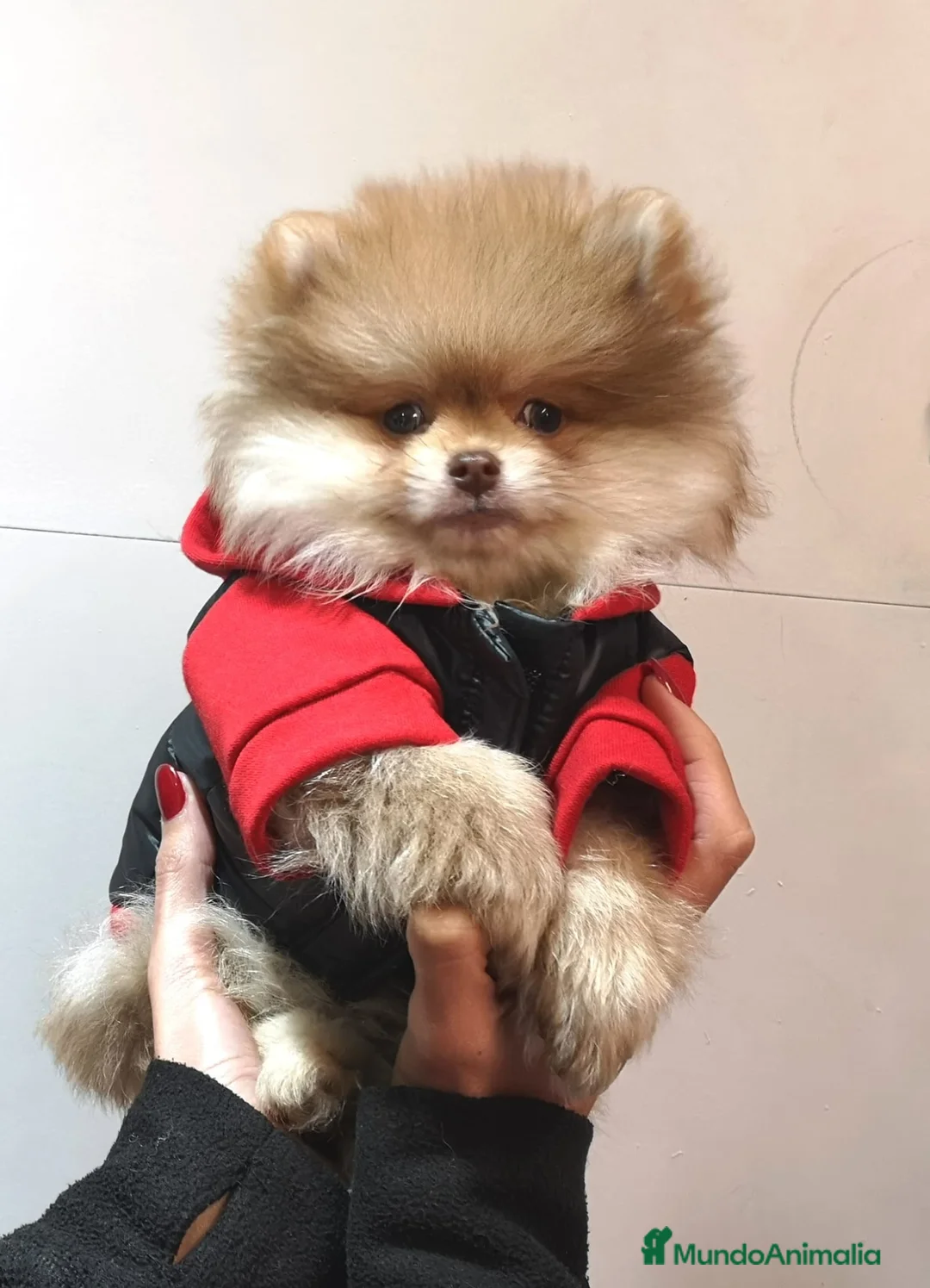 Pomerania perros en venta: Lulú de pomerania  en Barcelona - Anuncio 3