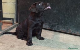 Labrador Retriever perros en venta: Cachorros labrador chocolate top - Imagen 6