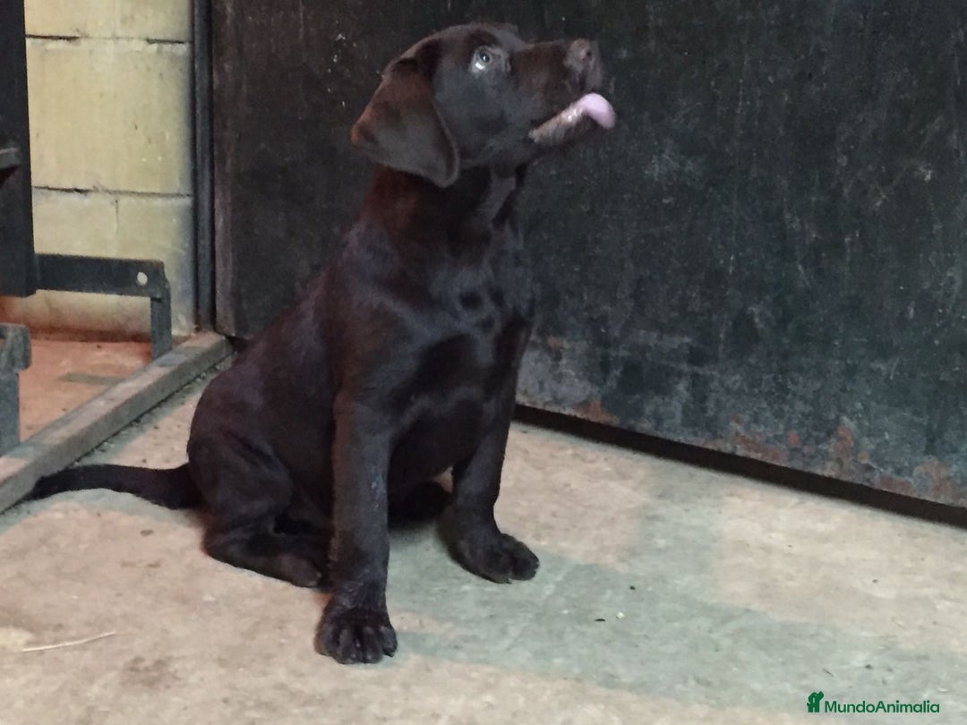 Labrador Retriever perros en venta: Cachorros labrador chocolate top - Imagen 6