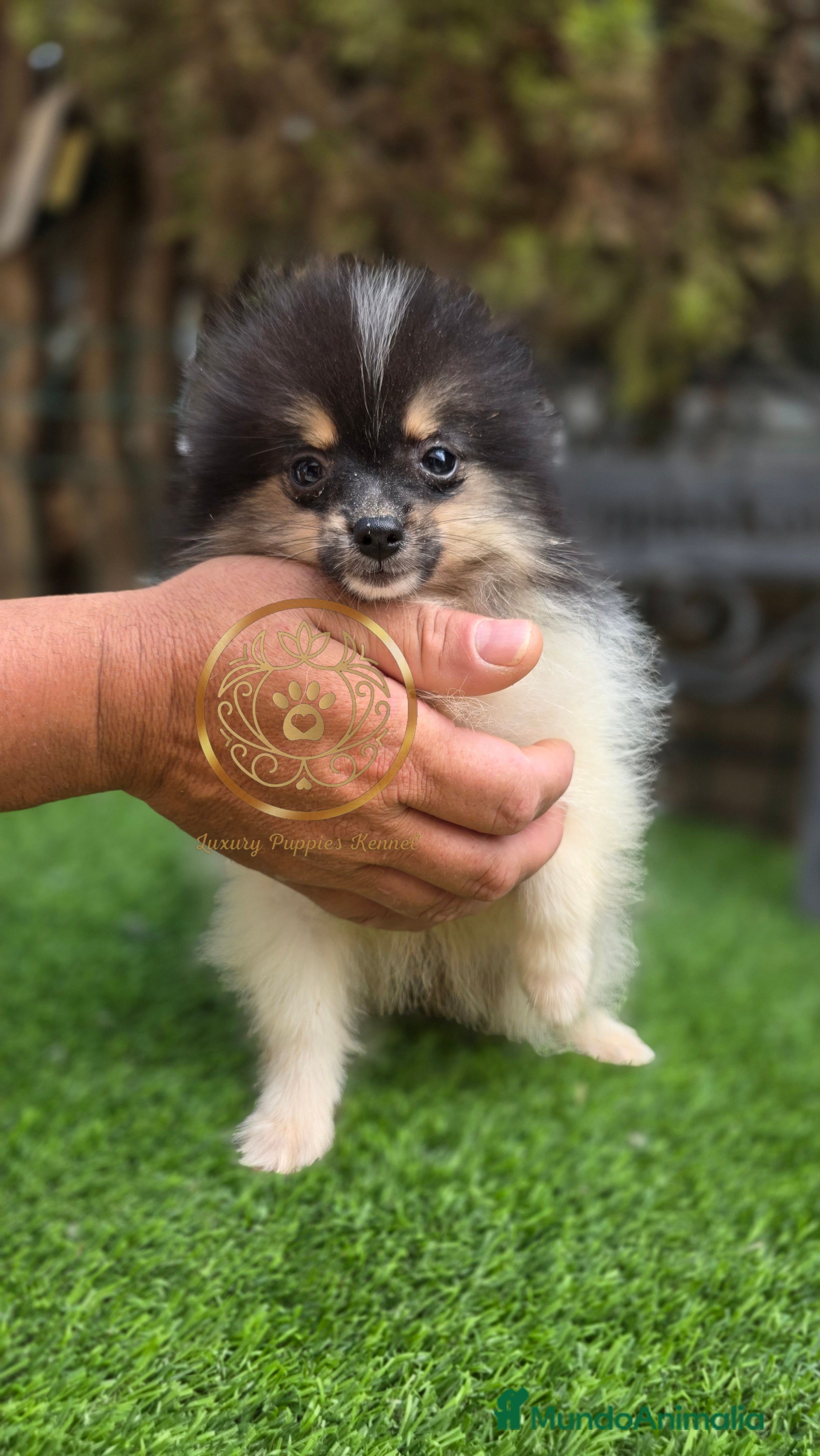 Pomerania perros Pomerania calidas miniaturas  - Anuncio 29