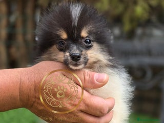 Pomerania perros Pomerania calidas miniaturas - Anuncio 2