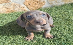 Teckel perros en venta: Macho Blue Teckel - Imagen 2
