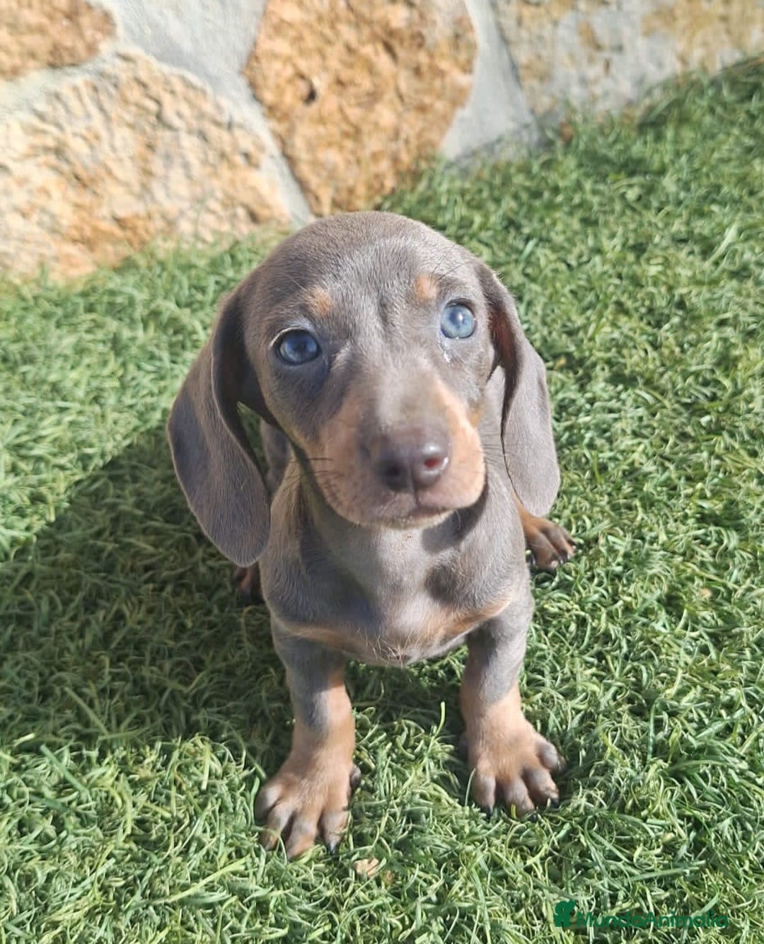 Teckel perros en venta: Macho Blue Teckel - Imagen 2
