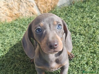 Teckel perros - Anuncio 19