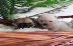 Pomerania perros en venta: POMERANIA HEMBRAS - Imagen 8