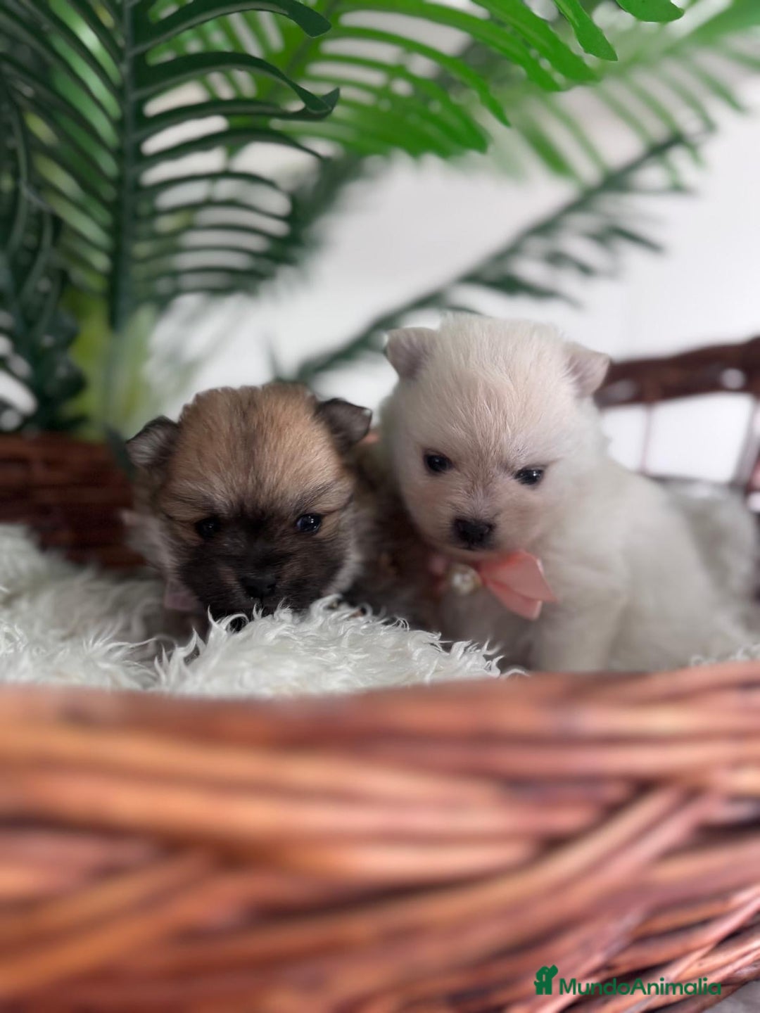 Pomerania perros en venta: POMERANIA HEMBRAS - Imagen 8