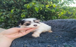 Raza Mixta perros en venta: Cachorritos de malvis - Imagen 5