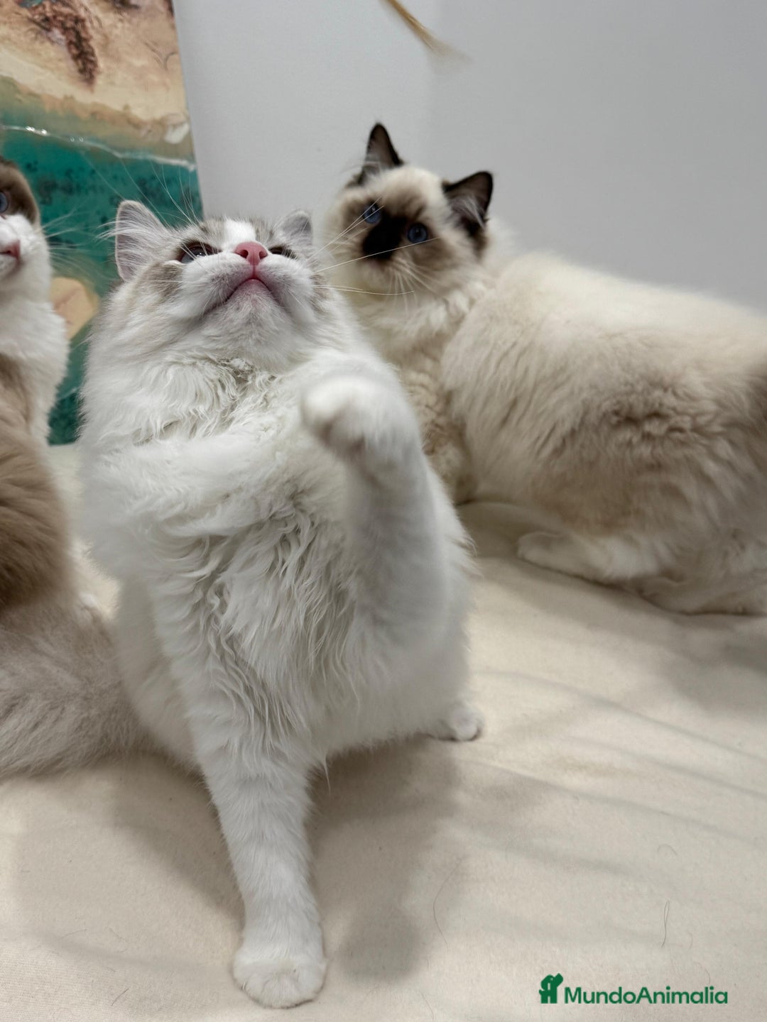 Ragdoll gatos en venta: Gatita Seal Tabby Bicolour - Anuncio 10