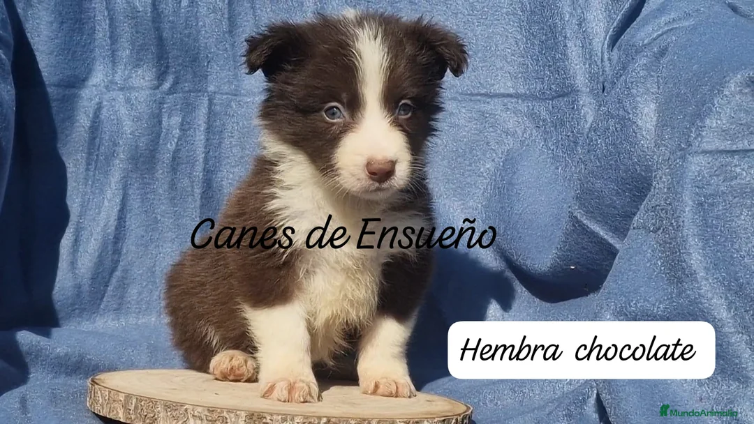 Border Collie perros en venta: Border collie  - Anuncio 3