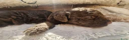 Perro de Agua Español perros en venta: Perros de agua Prao Toro 🤎🖤 - Anuncio 4