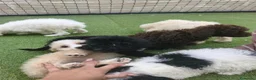 Perro de Agua Español perros en venta: Cachorros perros de agua - Anuncio 4