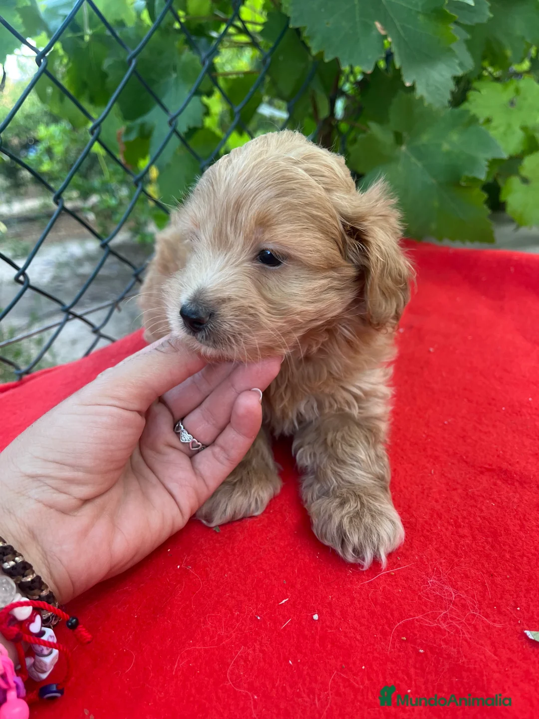 Maltipoo perros en venta: PRECIOSO MACHO  - Anuncio 2