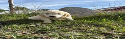 Golden Retriever perros en venta: Golden Retriever  - Anuncio 6