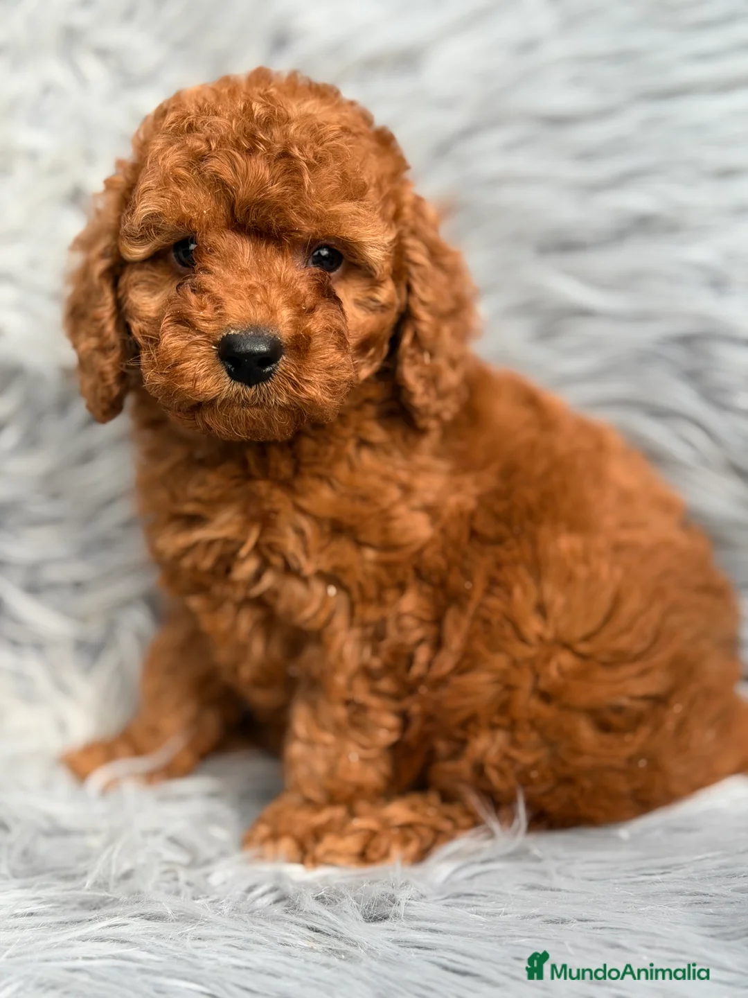 Caniche Enano perros en venta: Caniche rojo  - Anuncio 1