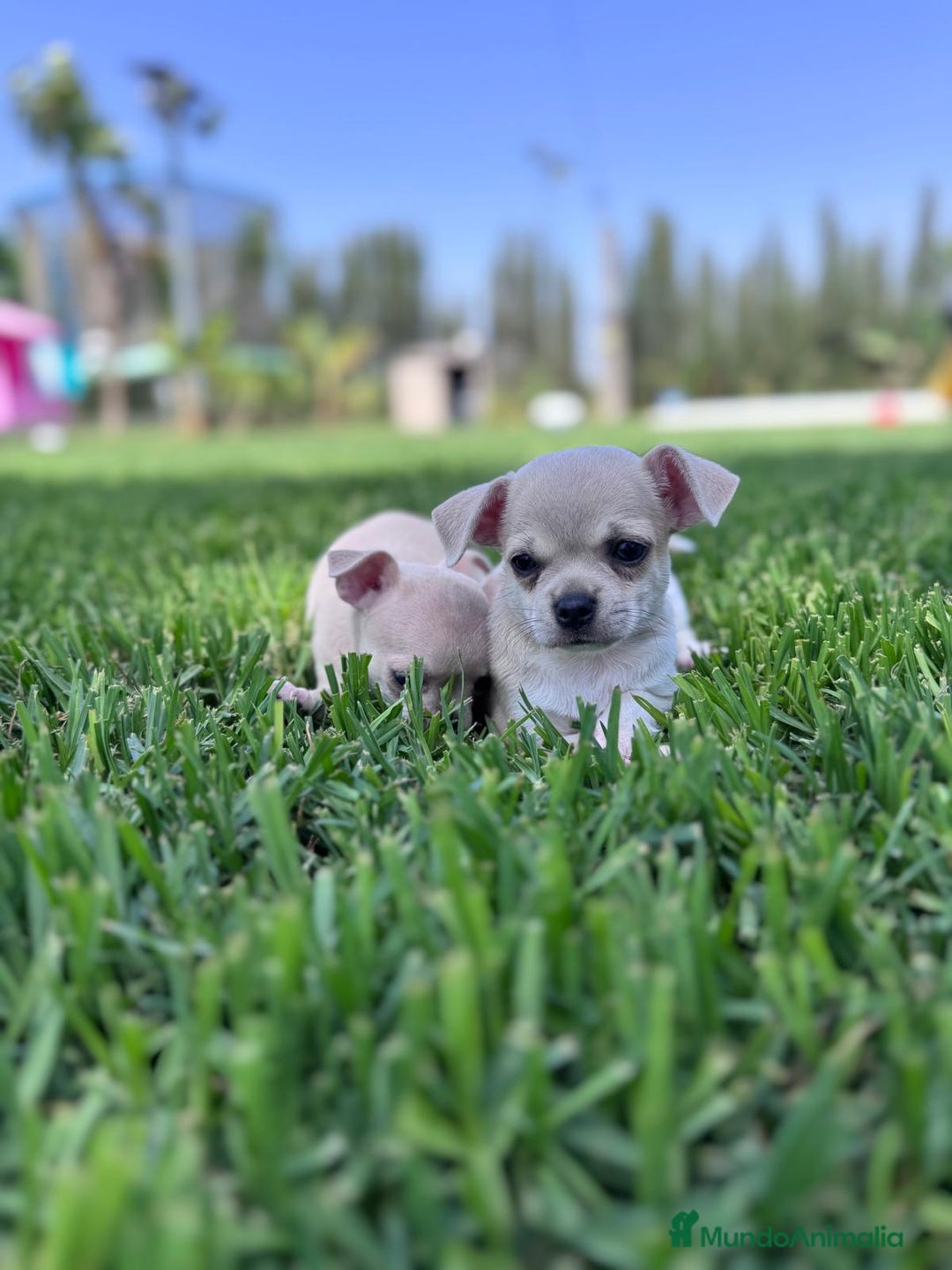 Chihuahua perros en venta: CHIHUAHUA MACHO - Imagen 9
