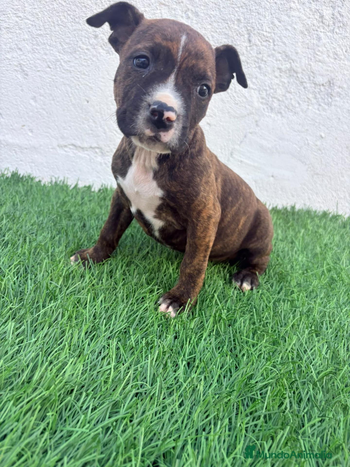 American Staffordshire-Terrier perros American Stanffordshire terrier - Anuncio 1