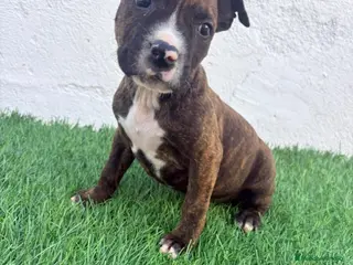 American Staffordshire-Terrier perros American Stanffordshire terrier - Anuncio 6