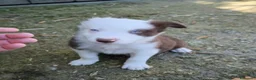 Border Collie perros en venta: Cachorros border collie varios colores! - Anuncio 4