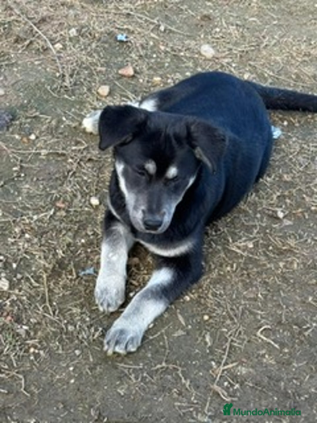 Raza Mixta perros en venta: POMSKY LABRADOR - Anuncio 1