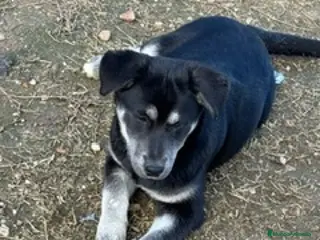 Raza Mixta perros POMSKY LABRADOR - Anuncio 34