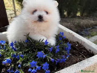 Pomerania perros Pomerania Toy blancos !!! - Anuncio 1