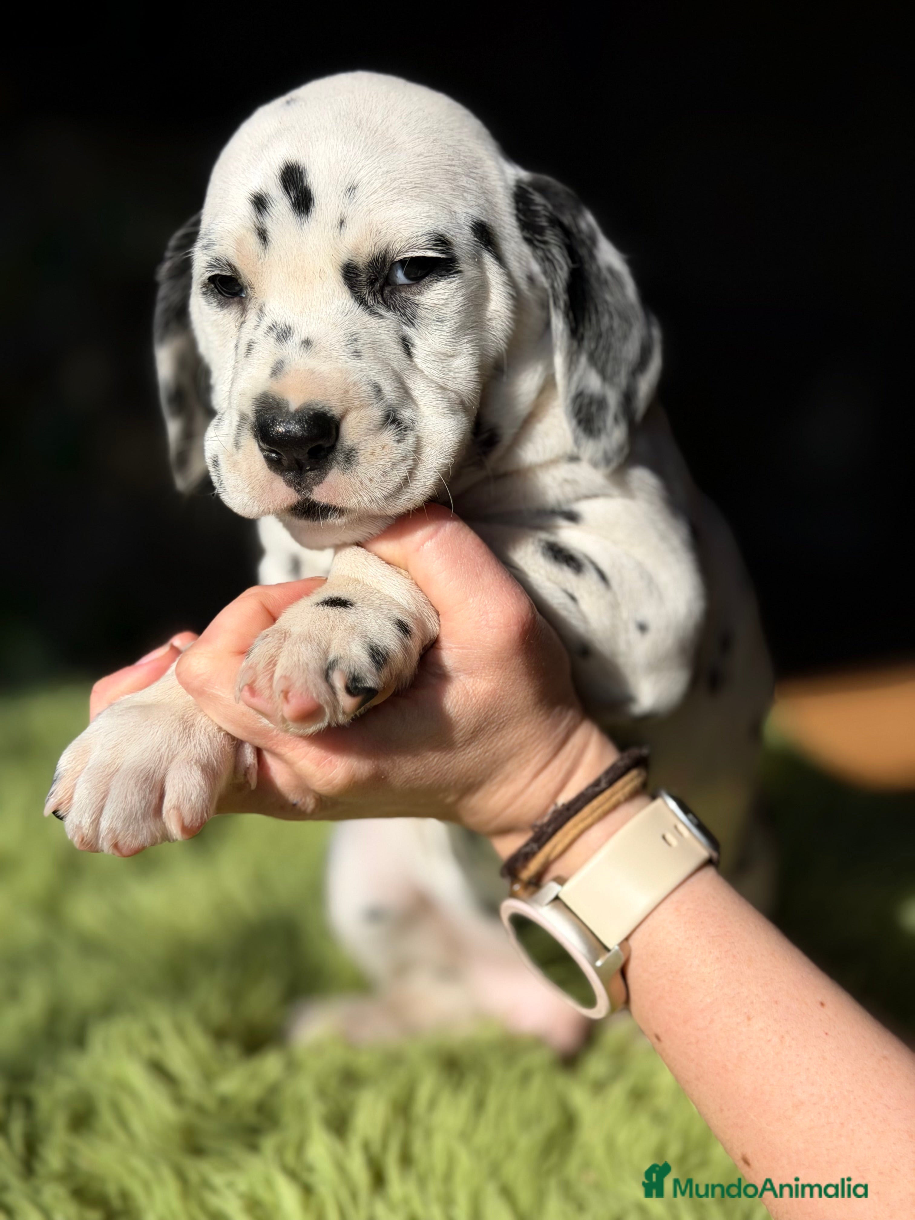 Dálmata perros Dálmata  - Anuncio 2