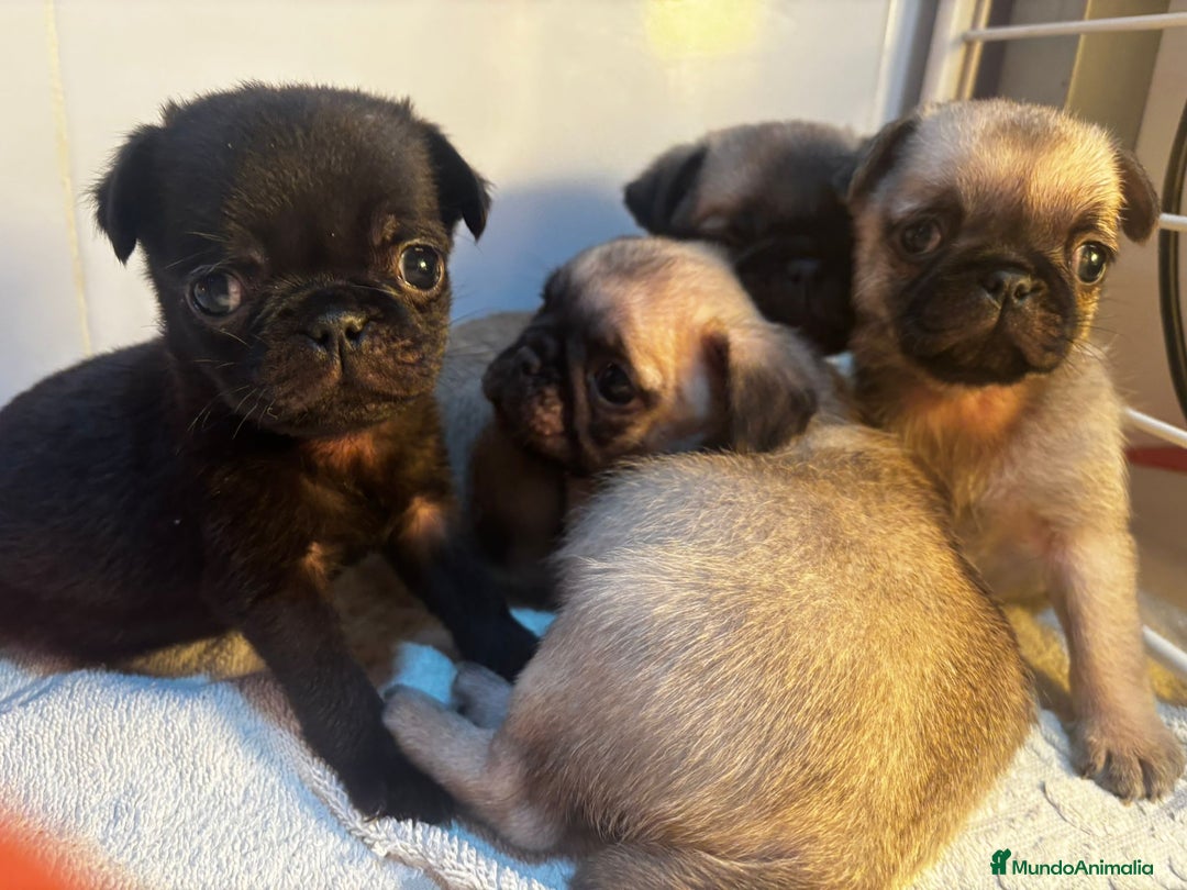 Carlino - Pug perros en venta: Carlinos pug - Anuncio 2