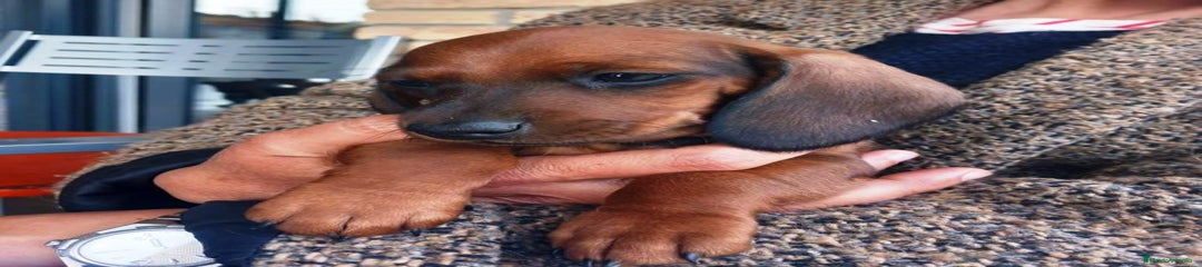 Teckel Miniatura Cachorro 1