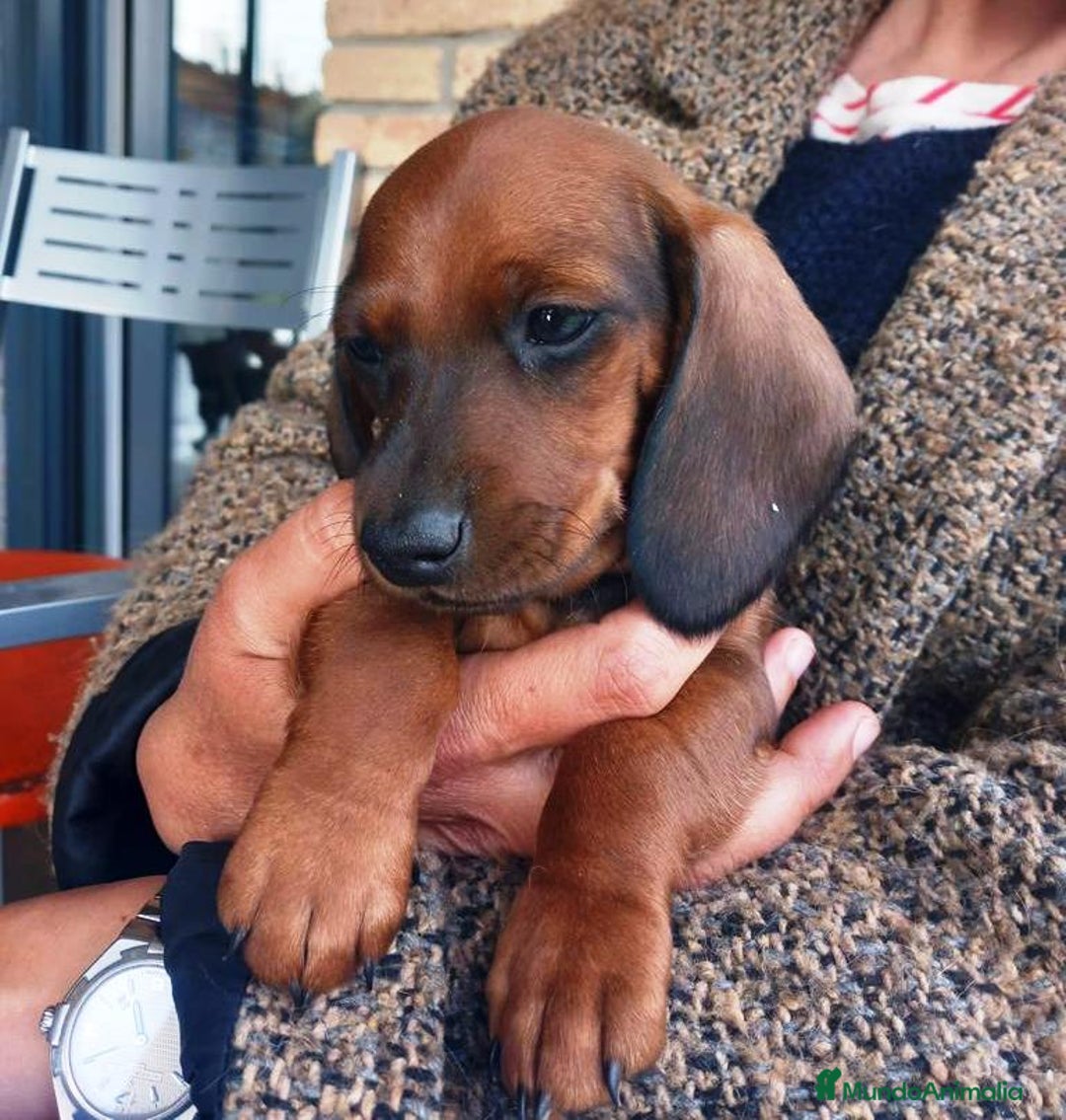 Teckel Miniatura perros en venta: TECKEL PELO CORTO - Imagen 2