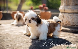 Shih Tzu perros en venta: camada de shih tzu - Imagen 3
