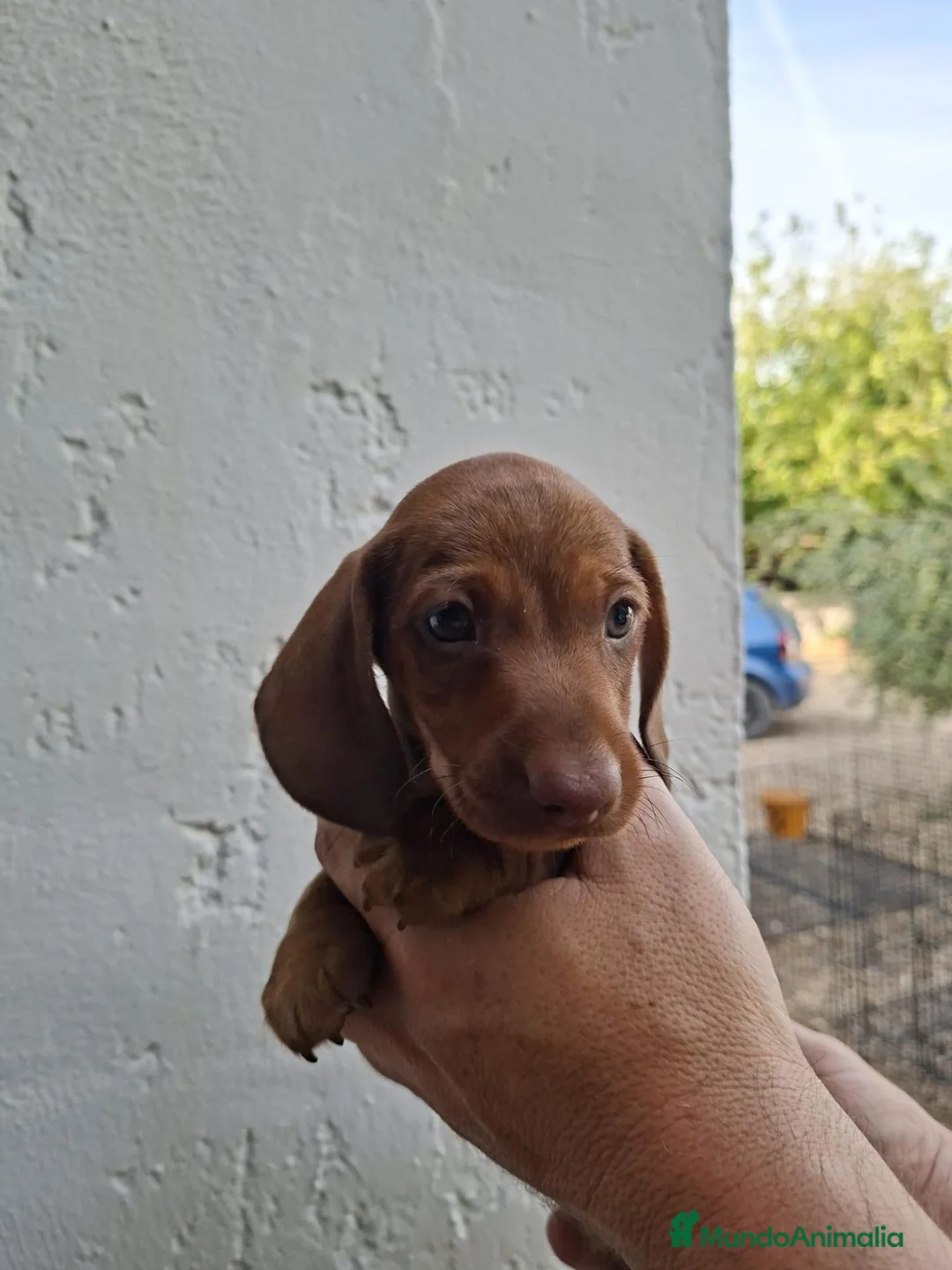 Teckel Miniatura perros en venta: TECKEL KANNINCHEN  - Anuncio 2