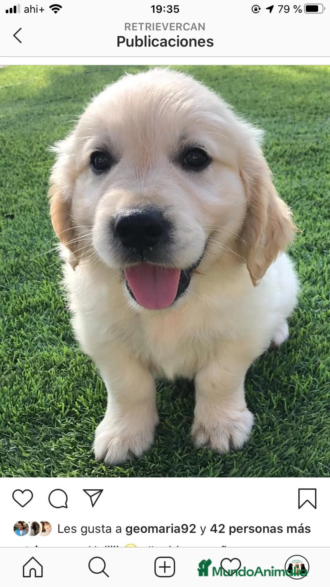 Golden Retriever perros en venta: Cachorros Golden retriever con pedigree  - Anuncio 5