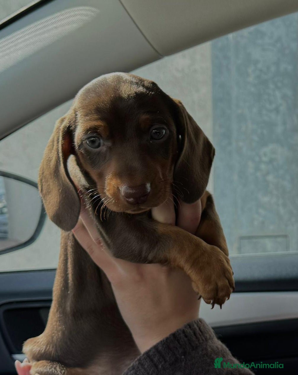 Teckel perros Teckel Mini Choco - Anuncio 1