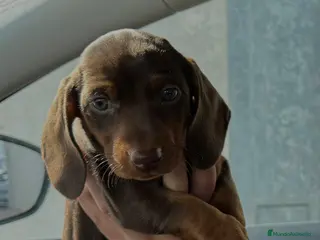 Teckel perros Teckel Mini Choco - Anuncio 1