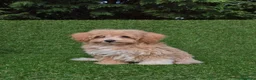 Maltipoo perros en venta: Maltipoo  - Anuncio 1
