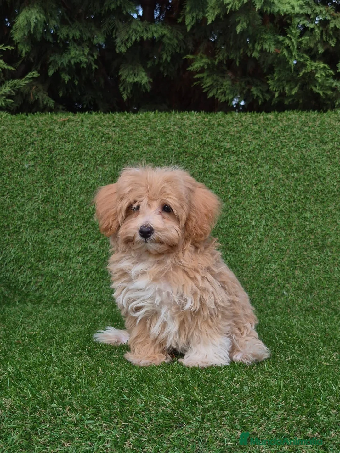 Maltipoo perros en venta: Maltipoo  - Anuncio 1