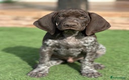 Braco Alemán de Pelo Corto perros en venta: Bracos alemanes - Imagen 1