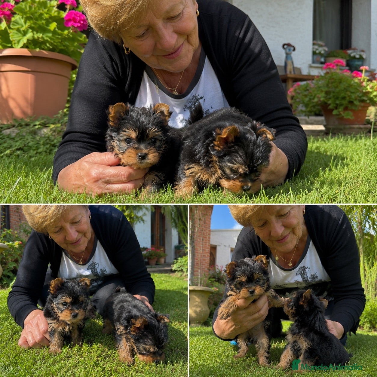 Yorkshire Terrier perros yorkshire mini - envio toda españa  - Anuncio 3