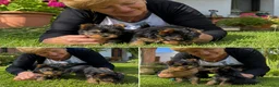 Yorkshire Terrier perros en venta: yorkshire mini - envio toda españa  - Anuncio 1